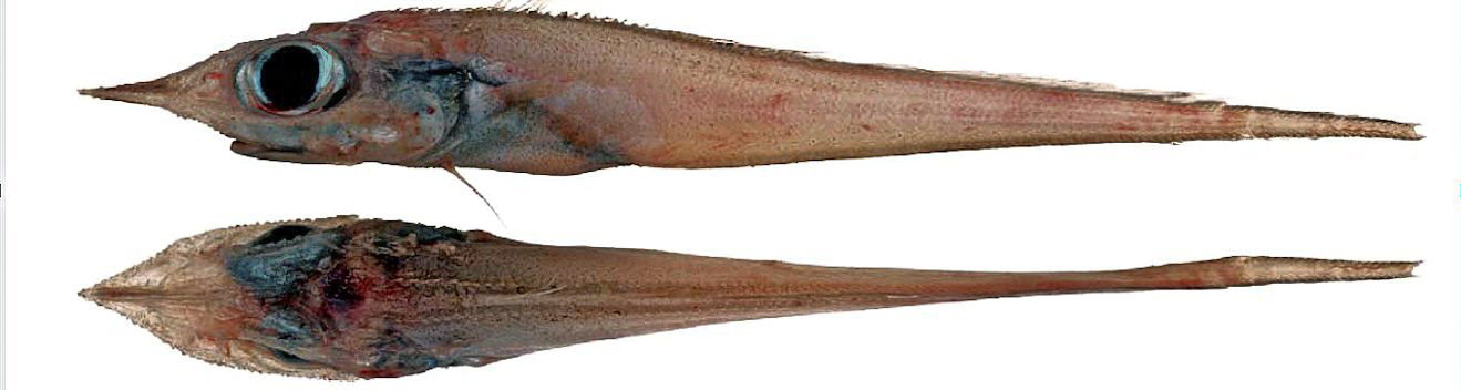 Trachyrincus scabrus_6542
